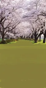 Trees alley