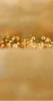 Dandelion in the meadows