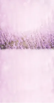 Lavender brushes