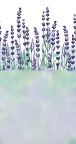 Lavender flowers