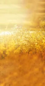 Golden hours