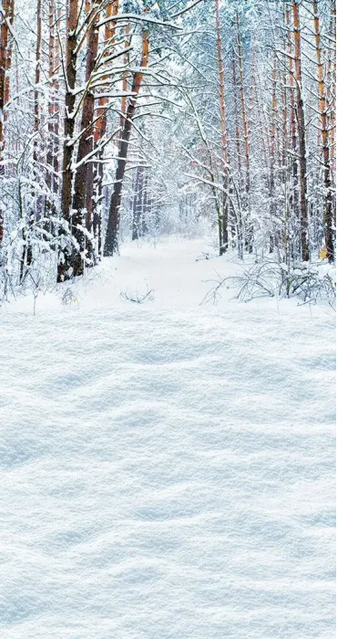 Pine white winter