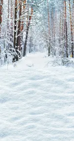 Pine white winter