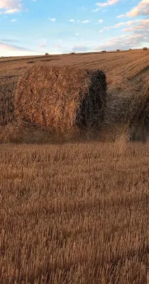 Big hay field