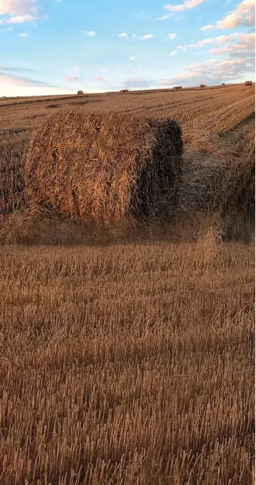Big hay field