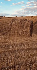 On the field of hay