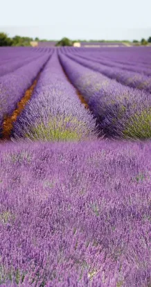 In lavender