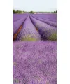 In lavender