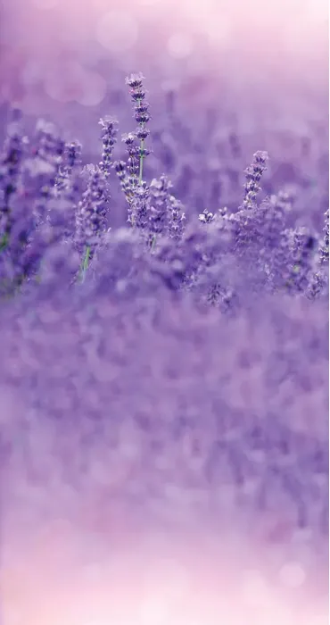 DB lavender field