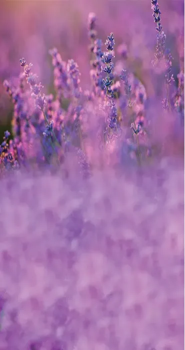 DB summer lavender