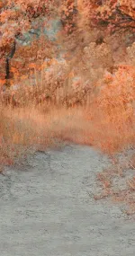 Foxy Meadow