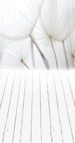 Dandelion Heads