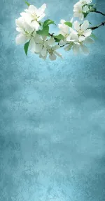 Apple Blossoms