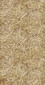 In the hay