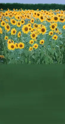 DB Sunflower field
