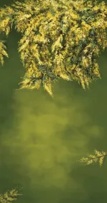 Forsythia