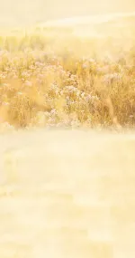 Sunny Meadow
