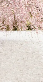 Flowering tree