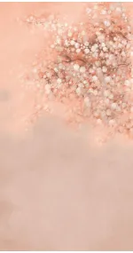 Peach Lily